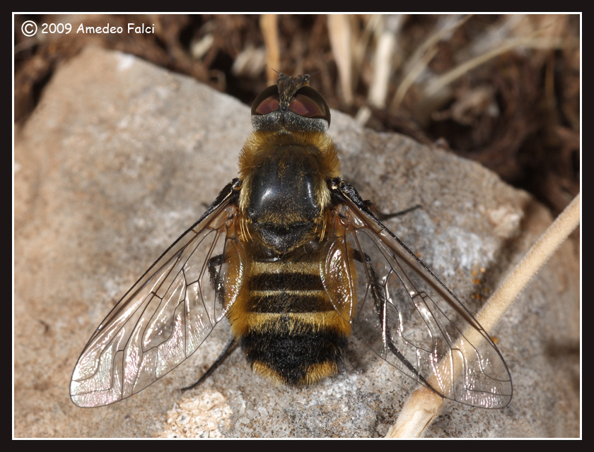 Bombyliidae del genere Villa da ID